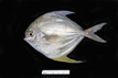 Peprilus paru (formerly P. alepidotus), harvestfish, from SEAMAP collections